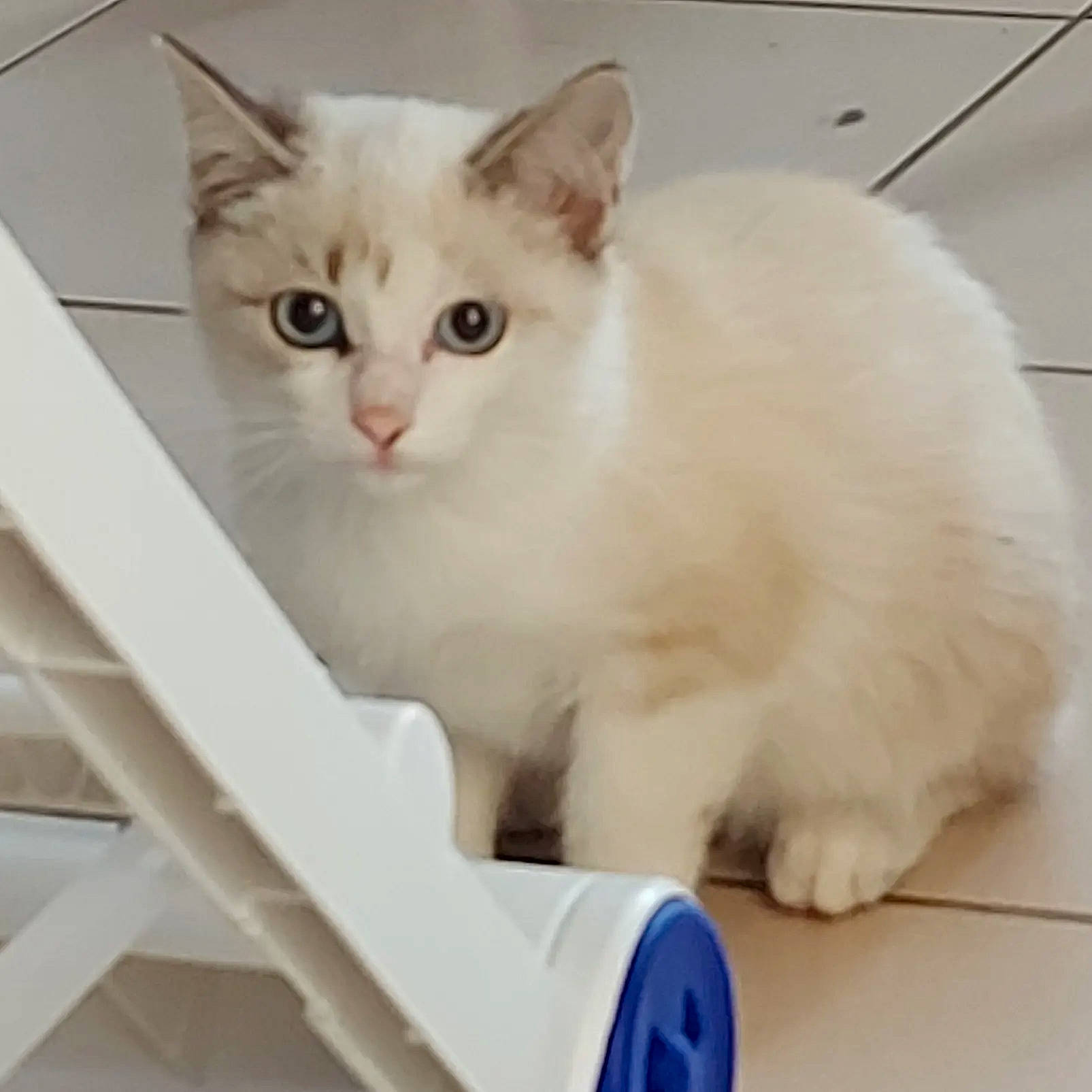 Pandore a rejoint le concours — aidez-le/la à gagner de superbes lots ! box, carnivore, cat, domestic_short_haired_cat, felidae, fur, household_supply, iris, paw, pet_supply, small_to_medium_sized_cats, snout, tail, whiskers, white