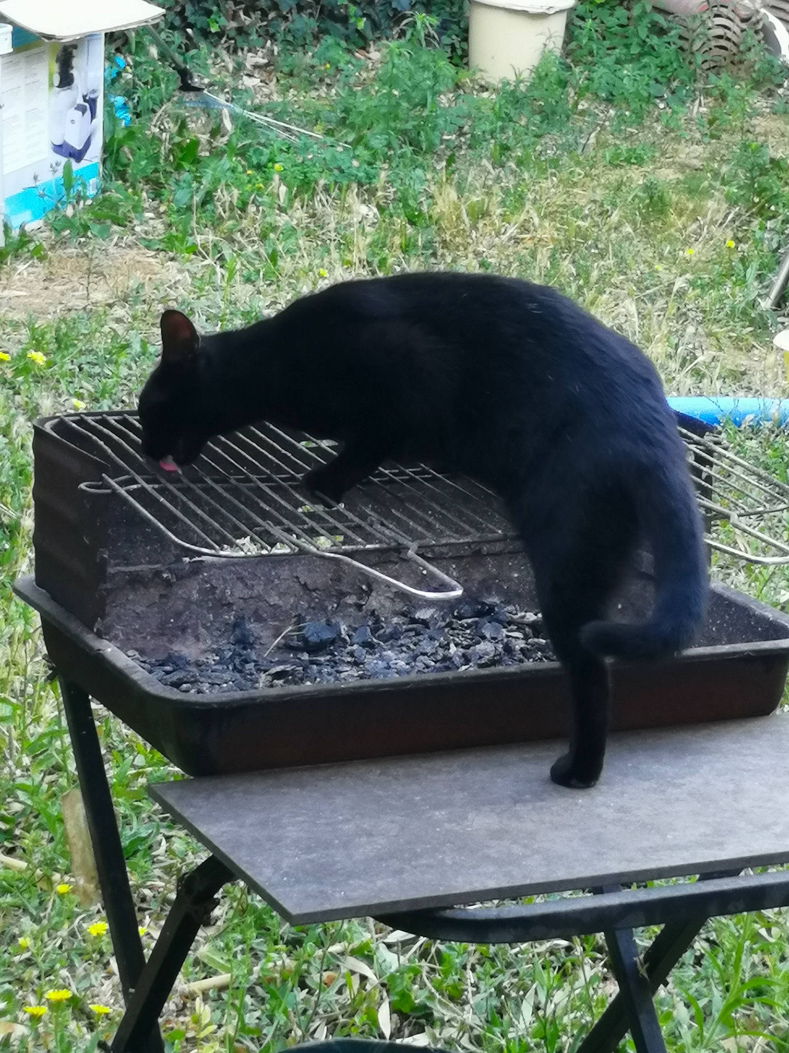 Athena a rejoint le concours — aidez-le/la à gagner de superbes lots ! black_cat, bombay, carnivore, cat, cooking, felidae, fur, gas, grass, light, outdoor_furniture, pet_supply, plant, shade, small_to_medium_sized_cats, tail, terrestrial_animal, whiskers, wildlife, window