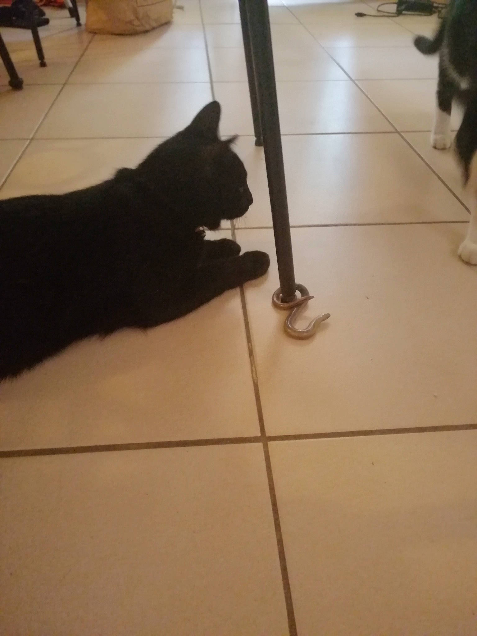 Athena participe au concours pour gagner de l'argent avec cette photo : black, bombay, carnivore, cat, companion_dog, dog_breed, felidae, floor, flooring, hardwood, human_leg, line, mammal, small_to_medium_sized_cats, snout, tail, tile_flooring, vertebrate, whiskers, wood