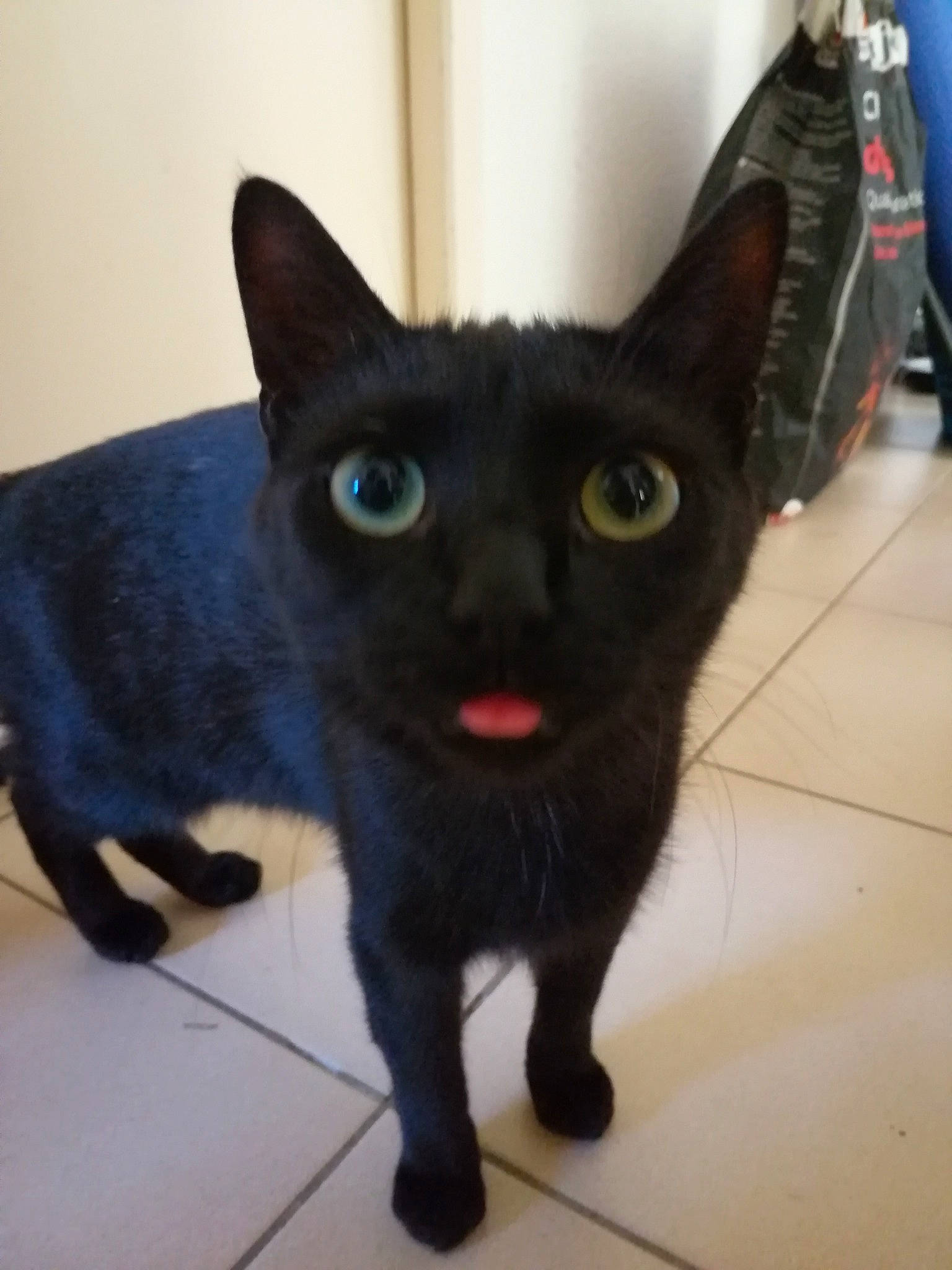 Athena a rejoint le concours — aidez-le/la à gagner de superbes lots ! black_cat, bombay, carnivore, cat, claw, domestic_short_haired_cat, ear, felidae, flooring, fur, havana_brown, mammal, paw, small_to_medium_sized_cats, snout, tail, terrestrial_animal, tile_flooring, whiskers