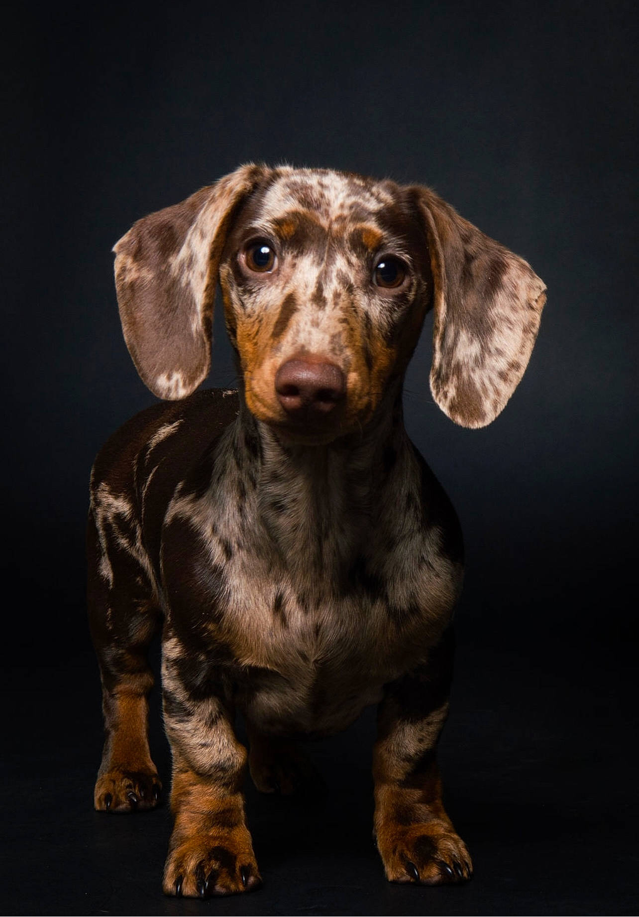Dollie joined the competition — help win amazing prizes! art, brown, canidae, carnivore, companion_dog, dog, dog_breed, fawn, hound, hunting_dog, liver, metal, sculpture, snout, sporting_group, terrestrial_animal, working_animal