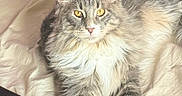 Opale participe au concours pour gagner de l'argent avec cette photo : cat, fluffy, pet, animal, bed, bedding, fur, yellow_eyes, relaxed, domestic_cat, indoor, cute, whiskers, paws, resting, feline, soft, cozy, portrait, lying_down