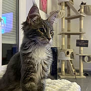 Opale a rejoint le concours — aidez-le/la à gagner de superbes lots ! kitten, cat, cat_tree, blanket, indoor, pet, fur, animal, gray_cat, white_paws, cozy, furniture, curtains, window, domestic_animal, relaxed, portrait, cute, whiskers, home