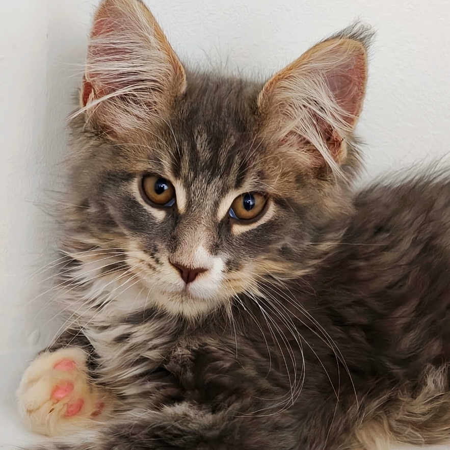 Opale a rejoint le concours — aidez-le/la à gagner de superbes lots ! kitten, cat, gray_fur, fluffy, paw, pink_paw_pads, amber_eyes, cute, pet, animal, feline, young_cat, portrait, indoor, white_background, soft_fur, whiskers, ears, relaxed, close_up