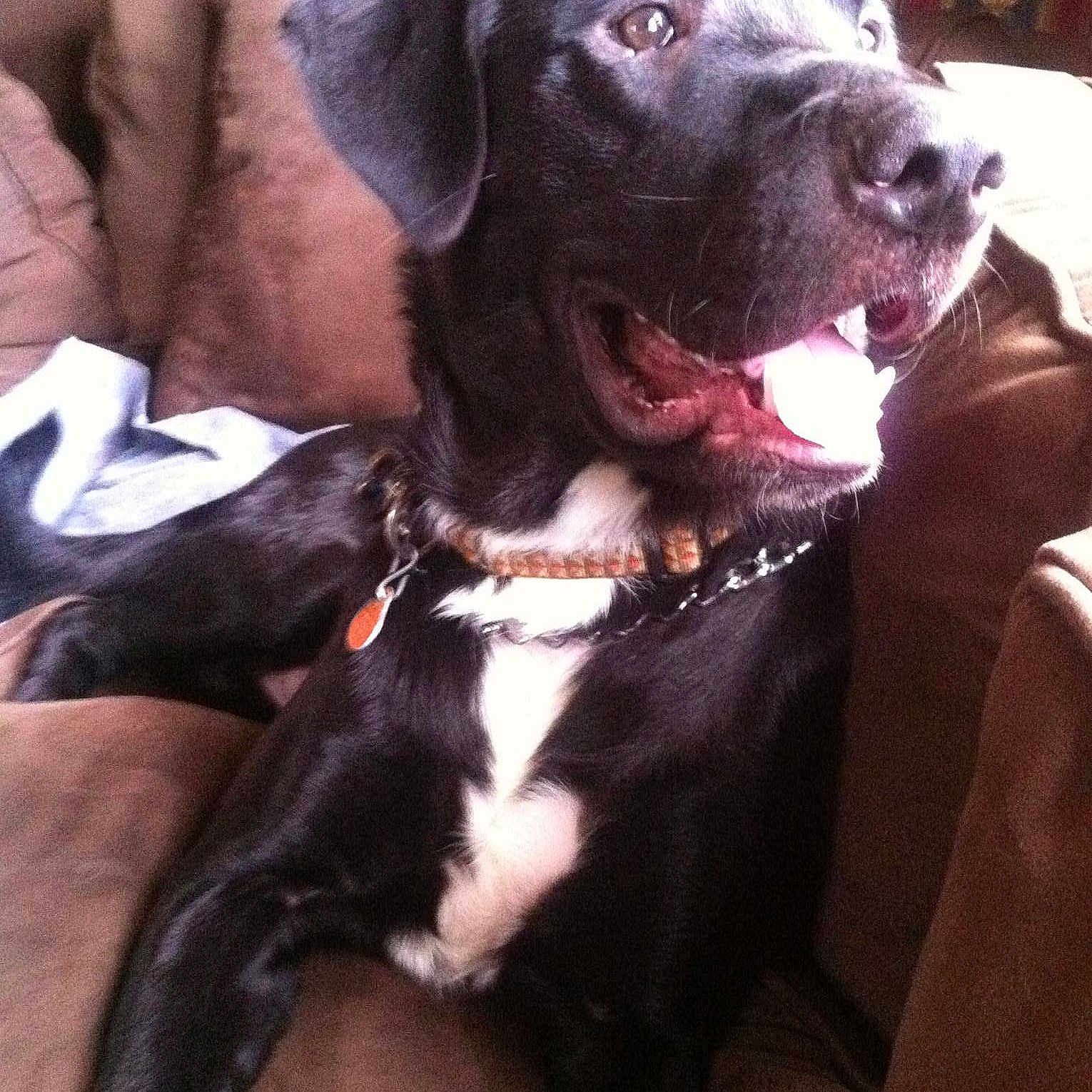 Chunk is registered to the contest to win money with this photo: