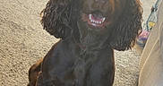 Charlie joined the competition — help win amazing prizes! animal, brown, canine, carpet, cozy, curly_ears, cute, dog, domestic, fur, furniture, happy, home, indoor, light, looking_up, mouth_open, pet, sitting, smiling
