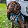 dog, brown_dog, pet, grass, outdoor, vehicle, car, leash, harness, canine, fur, ears, snout, sitting, nature, daylight, park, animal, companion, portrait
