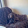 dog, brown_dog, couch, blanket, furniture, indoor, pet, canine, relaxed, fur, curly_ears, looking_at_camera, cozy, home, comfort, resting, living_room, animal, domestic_animal, soft_texture