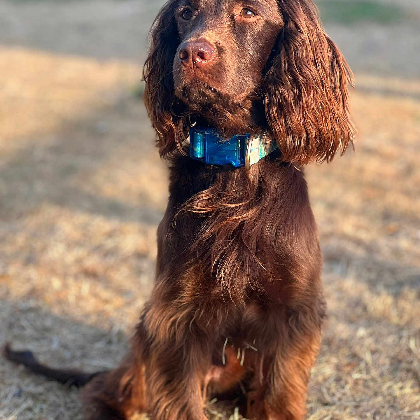 Charlie joined the competition — help win amazing prizes! animal, brown_dog, canine, closeup, collar, companion, cute, daylight, dog, ears, friendly, fur, grass, nature, nose, outdoor, pet, portrait, sitting, sunlight