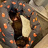 dog, brown_dog, pet_bed, fox_pattern, carpet, curtains, radiator, collar, indoor, cozy, resting, looking_up, soft_texture, furniture, relaxed, cute, animal, companion, home, comfort