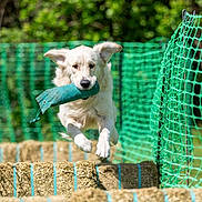 Max is registered to the contest to win money with this photo: dog, white_dog, jumping, mid_air, toy, green_toy, hay_bales, outdoor, fence, green_fence, grass, nature, action, pet, animal, running, play, energetic, summer, daylight
