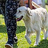 Max joined the competition — help win amazing prizes! dog, golden_retriever, person, leggings, paw_prints, sneakers, grass, outdoor, sunny, walking, pet, leash, animal, canine, nature, daylight, happy, tongue_out, playing, companion