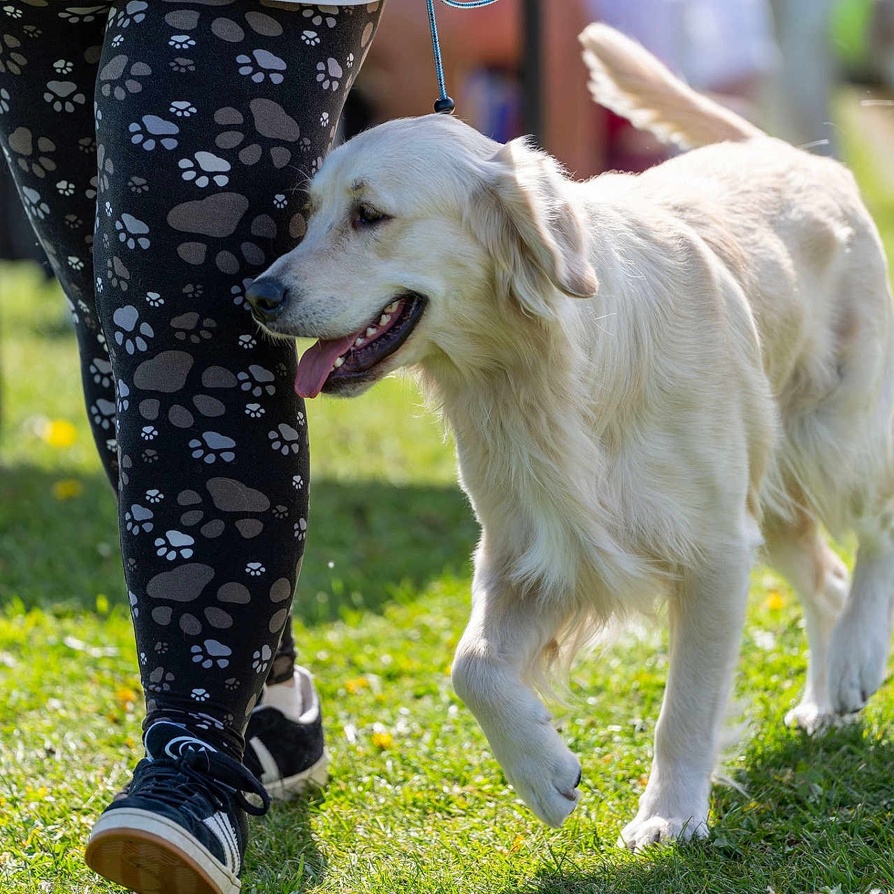 Max joined the competition — help win amazing prizes! dog, golden_retriever, person, leggings, paw_prints, sneakers, grass, outdoor, sunny, walking, pet, leash, animal, canine, nature, daylight, happy, tongue_out, playing, companion