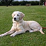 animal, calm, canine, collar, dog, fur, golden_retriever, grass, greenery, leisure, lying_down, mammal, nature, outdoor, park, pet, puppy, resting, summer, young