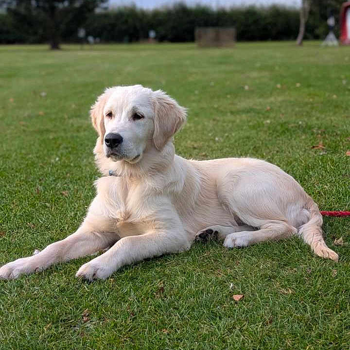 Max joined the competition — help win amazing prizes! animal, calm, canine, collar, dog, fur, golden_retriever, grass, greenery, leisure, lying_down, mammal, nature, outdoor, park, pet, puppy, resting, summer, young
