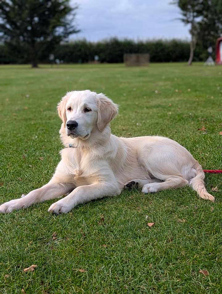Max joined the competition — help win amazing prizes! dog, golden_retriever, puppy, grass, outdoor, nature, pet, animal, canine, lying_down, calm, greenery, fur, mammal, leisure, summer, young, collar, park, resting
