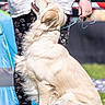 Max joined the competition — help win amazing prizes! dog, golden_retriever, grass, person, leash, paw_prints, leggings, white_shirt, black_shoes, outdoor, sunny, pet, animal, canine, sit, attention, hand, nature, daylight, training