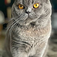 Lustiere Deborah a rejoint le concours — aidez-le/la à gagner de superbes lots ! cat, grey_cat, feline, close_up, portrait, golden_eyes, whiskers, fur, pet, domestic_animal, animal, sitting, indoor, cute, mammal, face, whiskers_visible, focused, soft_light, background_blur