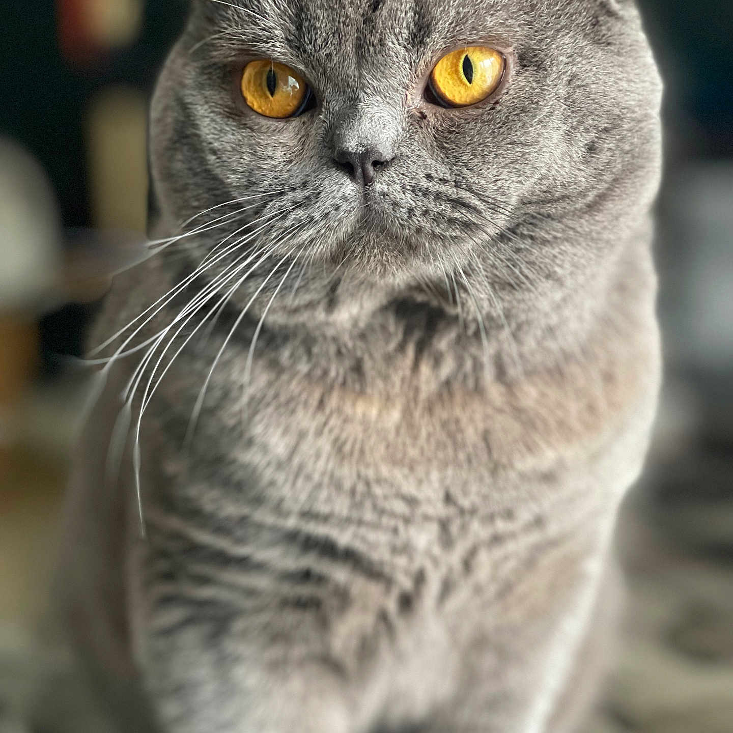 Lustiere Deborah a rejoint le concours — aidez-le/la à gagner de superbes lots ! animal, background_blur, cat, close_up, cute, domestic_animal, face, feline, focused, fur, golden_eyes, grey_cat, indoor, mammal, pet, portrait, sitting, soft_light, whiskers, whiskers_visible