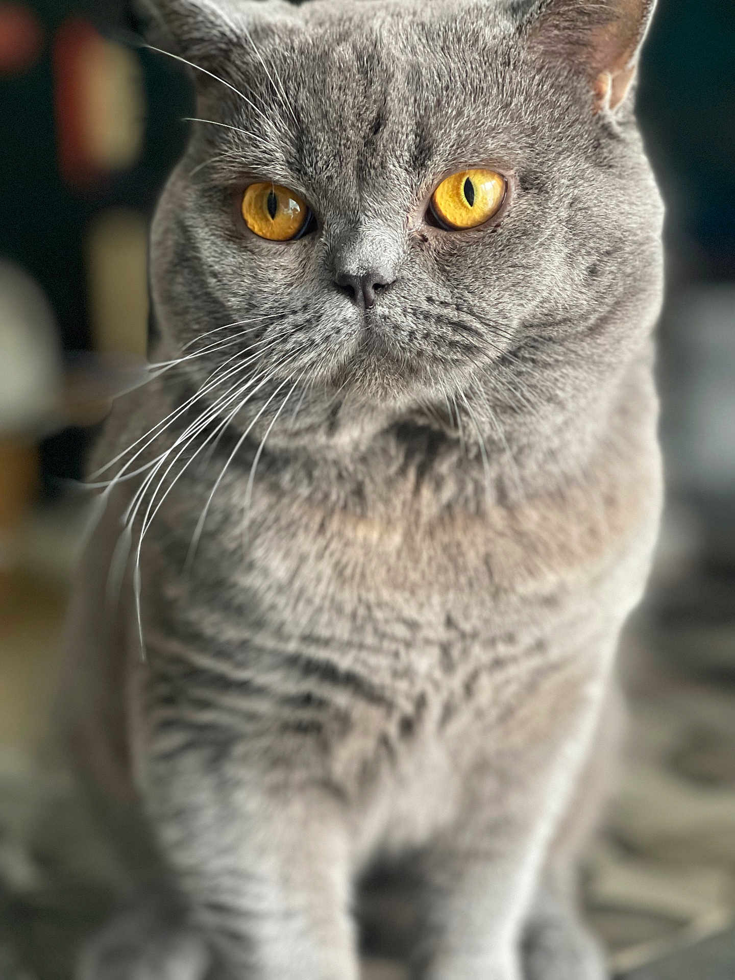 Lustiere Deborah a rejoint le concours — aidez-le/la à gagner de superbes lots ! cat, grey_cat, feline, close_up, portrait, golden_eyes, whiskers, fur, pet, domestic_animal, animal, sitting, indoor, cute, mammal, face, whiskers_visible, focused, soft_light, background_blur