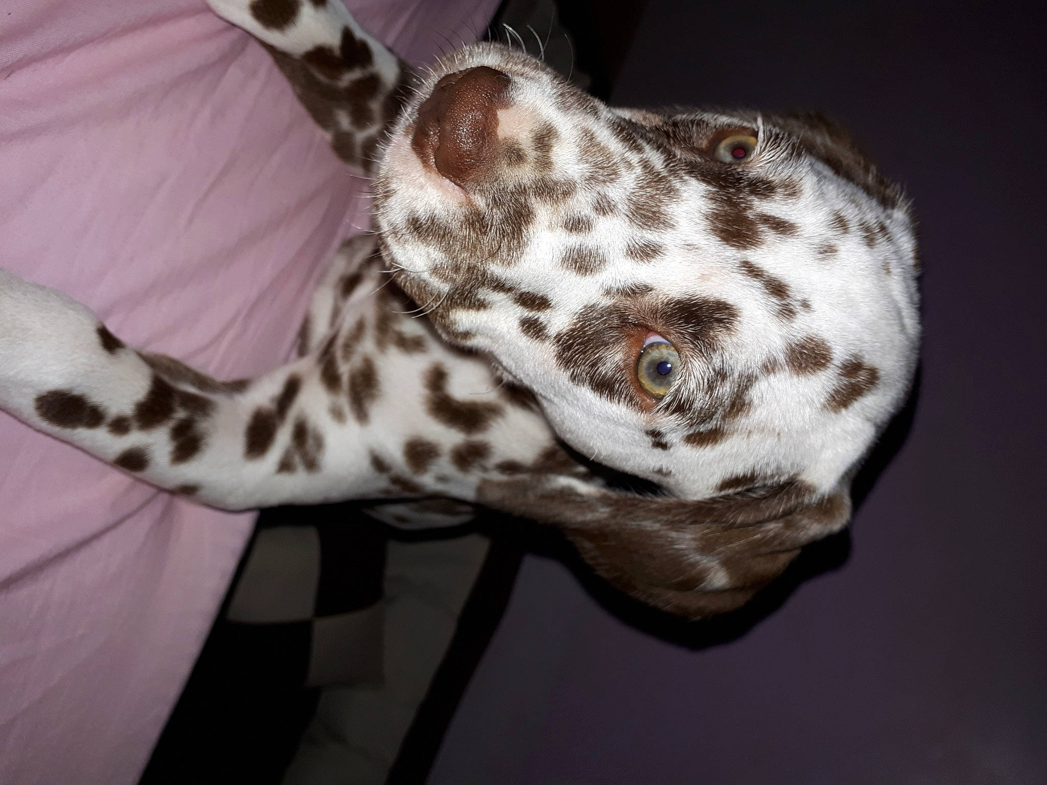 R'Jewel participe au concours pour gagner de l'argent avec cette photo : canidae, carnivore, ear, non_sporting_group, snout, terrestrial_animal, whiskers, wildlife