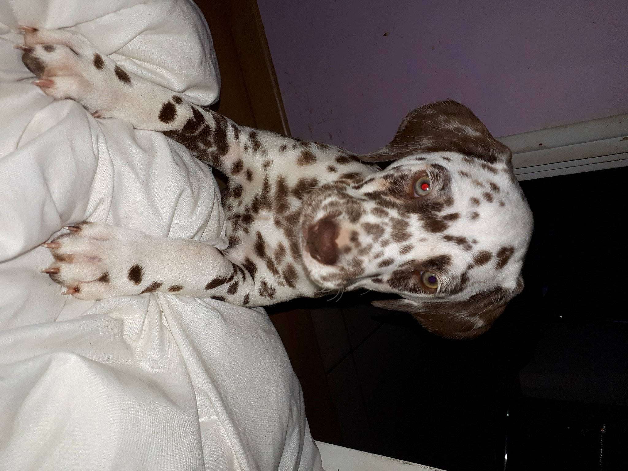 R'Jewel a rejoint le concours — aidez-le/la à gagner de superbes lots ! canidae, carnivore, companion_dog, dalmatian, dog, dog_breed, ear, english_setter, non_sporting_group, pointer, sporting_group