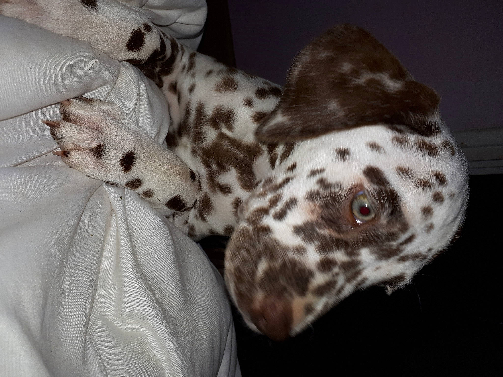 R'Jewel a rejoint le concours — aidez-le/la à gagner de superbes lots ! canidae, carnivore, dalmatian, dog, dog_breed, non_sporting_group, snout, sporting_group