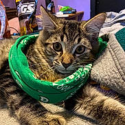 Bear Bear is registered to the contest to win money with this photo: bag, basket, carnivore, cat, claw, collar, domestic_short_haired_cat, fashion_accessory, felidae, fur, grass, small_to_medium_sized_cats, snout, tail, tire, tree, whiskers, wildlife