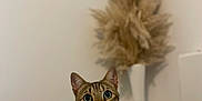 Charly a rejoint le concours — aidez-le/la à gagner de superbes lots ! abyssinian, angora, animal, architecture, building, cat, egyptiancat, grass, hardwood, indoors, interiordesign, kitten, manx, pet, plant, plywood, reed, wall, wood