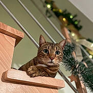 Charly a rejoint le concours — aidez-le/la à gagner de superbes lots ! animal, cat, closeup, cozy, curious, decorations, feline, festive, garland, holiday, indoor, lights, looking_down, pet, portrait, railing, relaxed, staircase, tabby_cat, wood