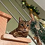 animal, cat, closeup, cozy, curious, decorations, feline, festive, garland, holiday, indoor, lights, looking_down, pet, portrait, railing, relaxed, staircase, tabby_cat, wood
