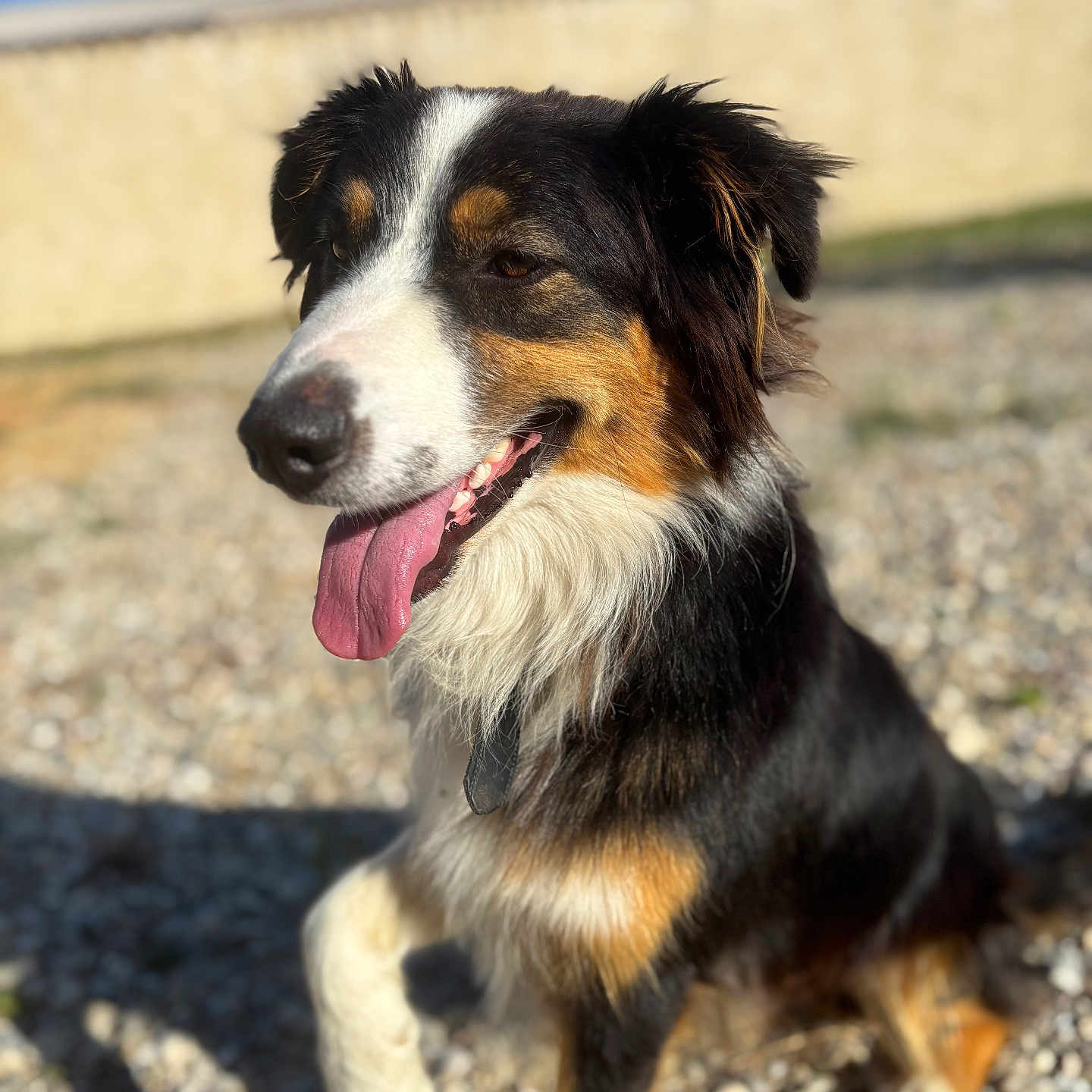 Simba participe au concours pour gagner de l'argent avec cette photo : animal, background_blur, canine, closeup, collar, daylight, dog, ears, fur, gravel, happy, nature, nose, outdoor, pet, shadow, sitting, sunlight, tongue_out, tricolor