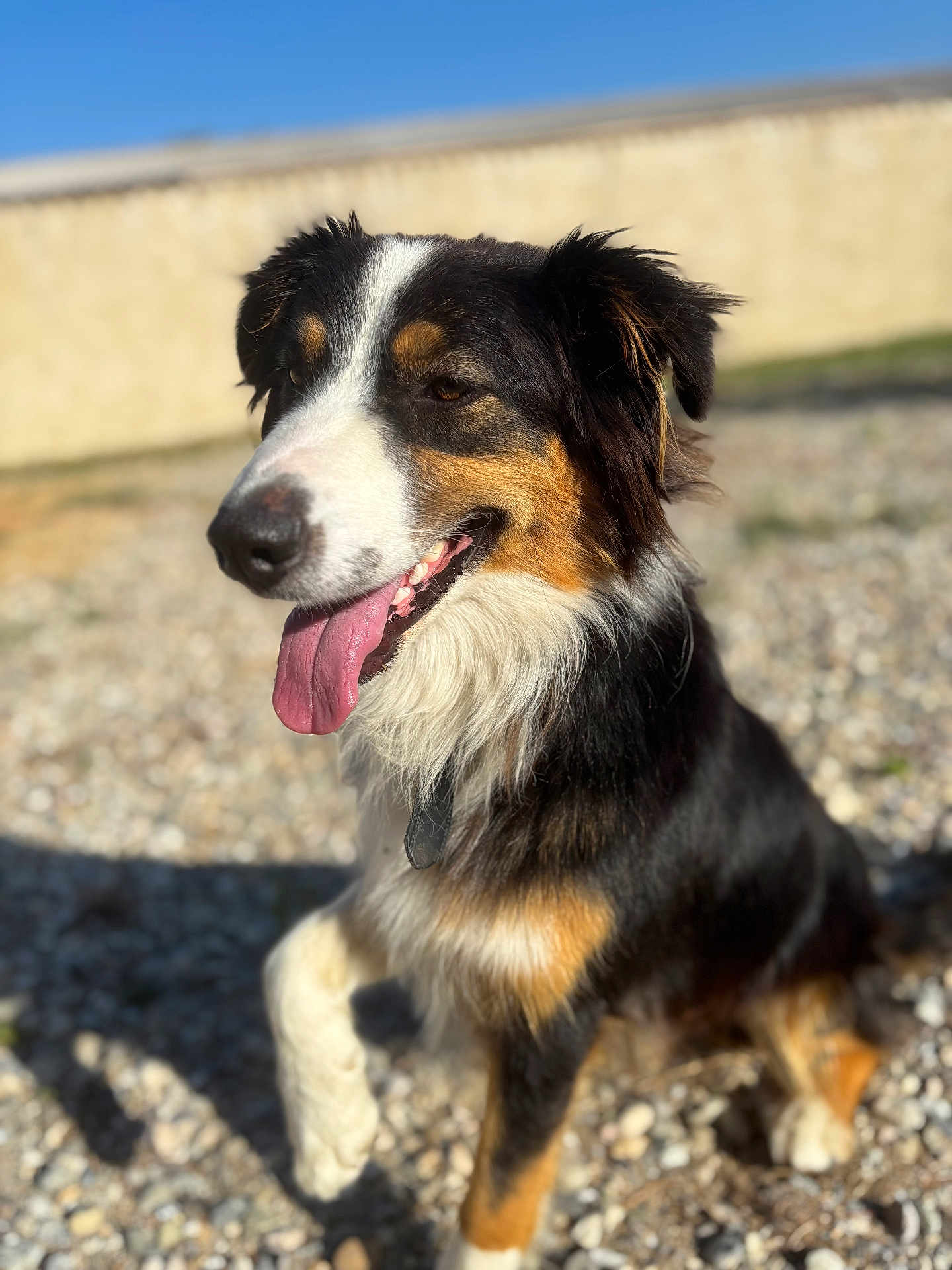 Simba participe au concours pour gagner de l'argent avec cette photo : dog, tricolor, tongue_out, happy, outdoor, sunlight, gravel, pet, fur, animal, canine, sitting, closeup, nature, daylight, collar, ears, nose, shadow, background_blur