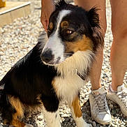 Simba participe au concours pour gagner de l'argent avec cette photo : dog, person, legs, white_sneakers, shorts, hand, gravel, outdoor, sunlight, fur, black_fur, white_fur, brown_fur, pet, animal, sitting, collar, paw, nature, casual