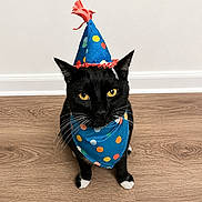 Tux joined the competition — help win amazing prizes! animal, bandana, black_cat, cat, celebration, cute, domestic_cat, ears, floor, fur, indoor, looking_up, party_hat, pet, polka_dot, sitting, whiskers, white_wall, wooden_floor, yellow_eyes