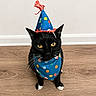 animal, bandana, black_cat, cat, celebration, cute, domestic_cat, ears, floor, fur, indoor, looking_up, party_hat, pet, polka_dot, sitting, whiskers, white_wall, wooden_floor, yellow_eyes