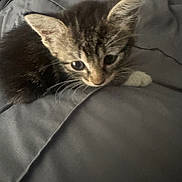 Hiccup is registered to the contest to win money with this photo: animal, bed, blanket, cat, closeup, curious, cute, domestic_animal, ears, fur, gray, indoor, kitten, pet, resting, sleeping_area, small, soft, whiskers, young