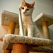 Weasley is registered to the contest to win money with this photo: cat, kitten, cat_tree, sisal_post, carpet, pet, indoor, feline, curious, orange_and_white, young_cat, animal, cute, scratching_post, playful, soft_texture, looking_down, domestic_cat, house_pet, furry