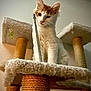 cat, kitten, cat_tree, sisal_post, carpet, pet, indoor, feline, curious, orange_and_white, young_cat, animal, cute, scratching_post, playful, soft_texture, looking_down, domestic_cat, house_pet, furry