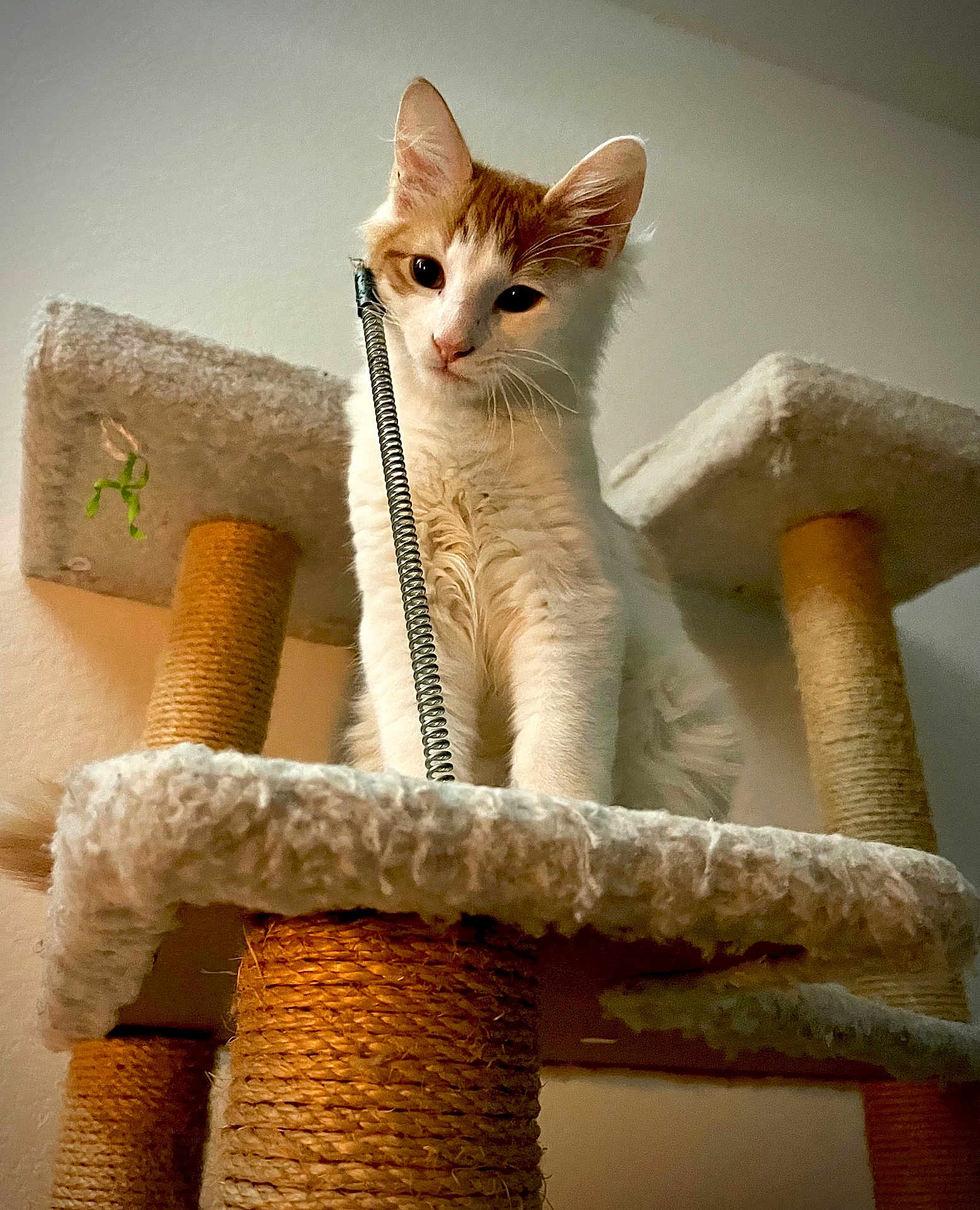 Weasley