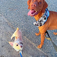 Yuki joined the competition — help win amazing prizes! dog, leash, bandana, pavement, dirt, outdoor, pet, happy, small_dog, large_dog, animal, walking, canine, friendly, tongue_out, ears_up, daylight, sidewalk, playful, companion