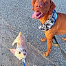 dog, leash, bandana, pavement, dirt, outdoor, pet, happy, small_dog, large_dog, animal, walking, canine, friendly, tongue_out, ears_up, daylight, sidewalk, playful, companion