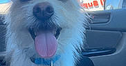 Yuki is registered to the contest to win money with this photo: dog, white_dog, tongue_out, happy, car_interior, blue_collar, pet, animal, close_up, fur, window, daylight, seat, leash, tag, scruffy, ears, nose, mouth, smiling