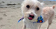 Yuki is registered to the contest to win money with this photo: animal, bandana, beach, canine, cute, daytime, dog, fun, nature, ocean, outdoor, pet, playful, sand, sky, small_dog, sunny, tongue_out, walking, waves