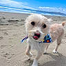 Yuki is registered to the contest to win money with this photo: dog, beach, sand, ocean, sky, waves, bandana, small_dog, pet, outdoor, sunny, playful, tongue_out, walking, canine, nature, daytime, animal, cute, fun