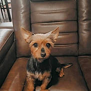 Baby joined the competition — help win amazing prizes! dog, small_dog, leather_chair, indoor, pet, cute, ears, brown, black, sitting, furniture, animal, companion, portrait, looking, curious, cozy, home, domestic, cute_pet