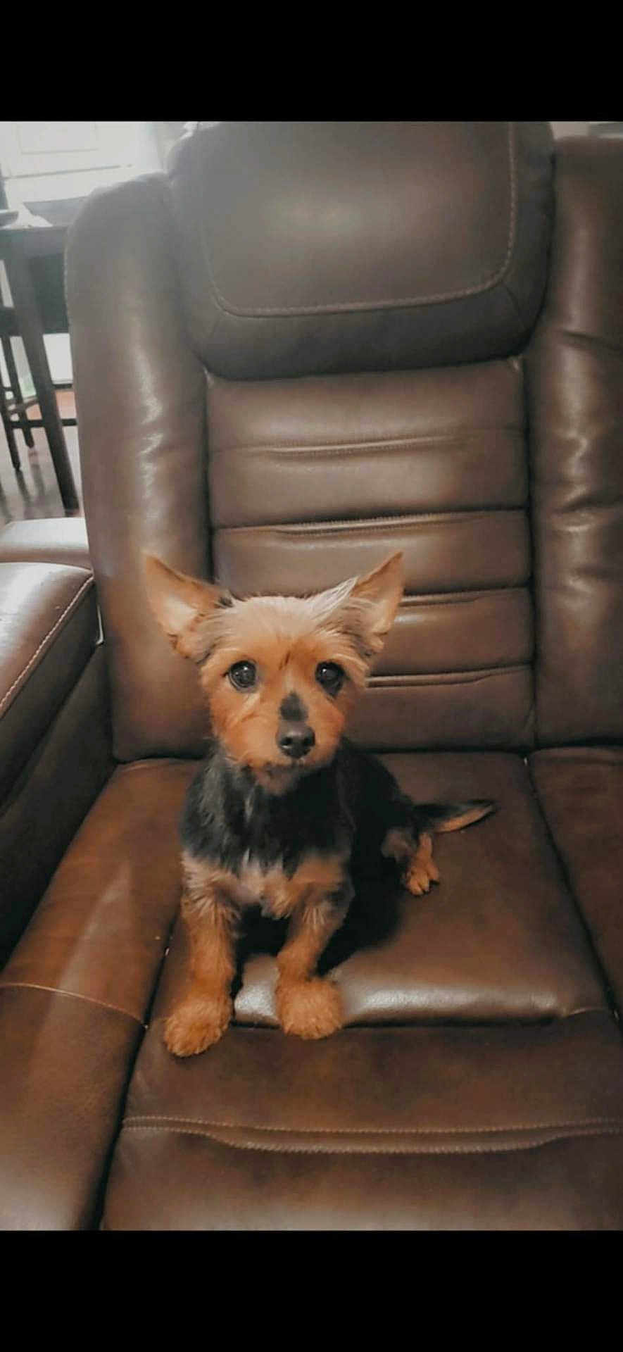 Baby joined the competition — help win amazing prizes! dog, small_dog, leather_chair, indoor, pet, cute, ears, brown, black, sitting, furniture, animal, companion, portrait, looking, curious, cozy, home, domestic, cute_pet