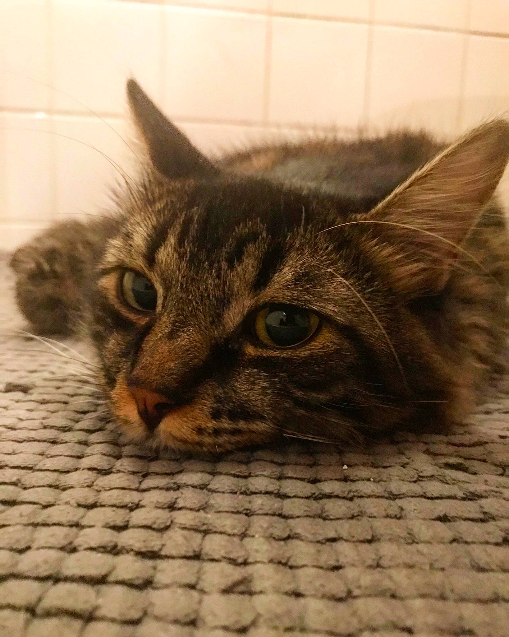 Naro participe au concours pour gagner de l'argent avec cette photo : carnivore, cat, eye, felidae, floor, green, head, human_body, kitten, mammal, nature, organism, photograph, sand, small_to_medium_sized_cats, snout, vertebrate, wall, whiskers, white