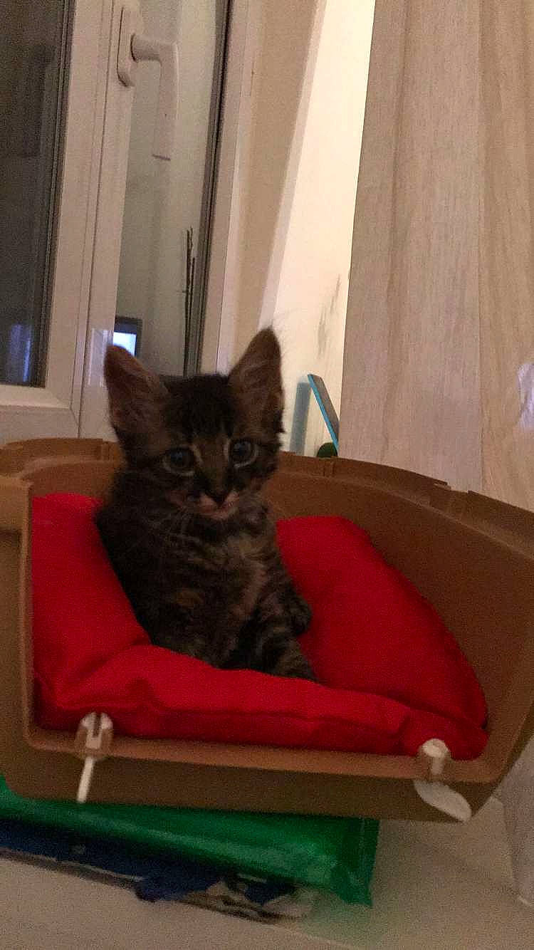 Naro a rejoint le concours — aidez-le/la à gagner de superbes lots ! carnivore, cat, cat_furniture, cat_supply, comfort, curtain, felidae, home, interior_design, living_room, pet_supply, room, small_to_medium_sized_cats, tail, whiskers, window_covering, window_treatment