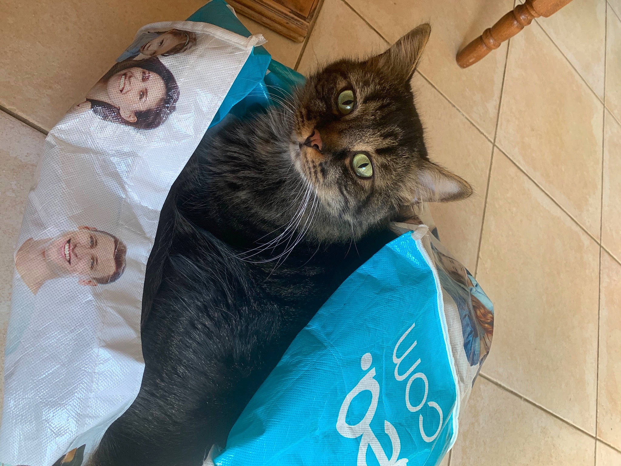 Naro a rejoint le concours — aidez-le/la à gagner de superbes lots ! blue, cat, comfort, eye, felidae, finger, green, hairstyle, head, human, mammal, organism, people, product, recreation, sitting, small_to_medium_sized_cats, vertebrate, whiskers, yellow